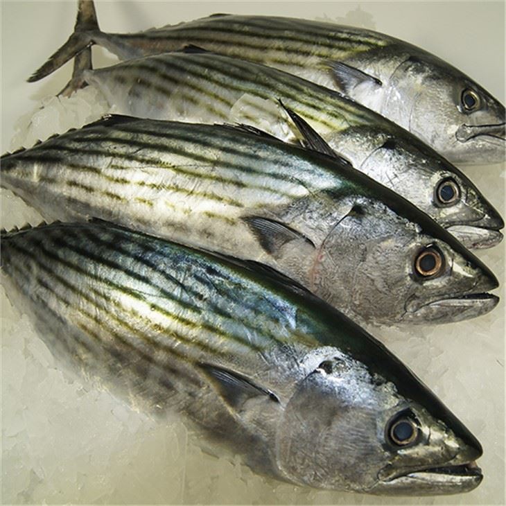 Frozen Striped Bonito