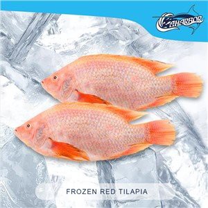 Tilapia rouge surgelé