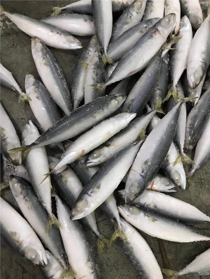 Chub Mackerel