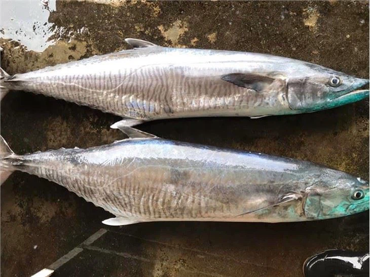 Pacific Spanish Mackerel
