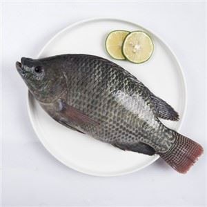 Poisson tilapia