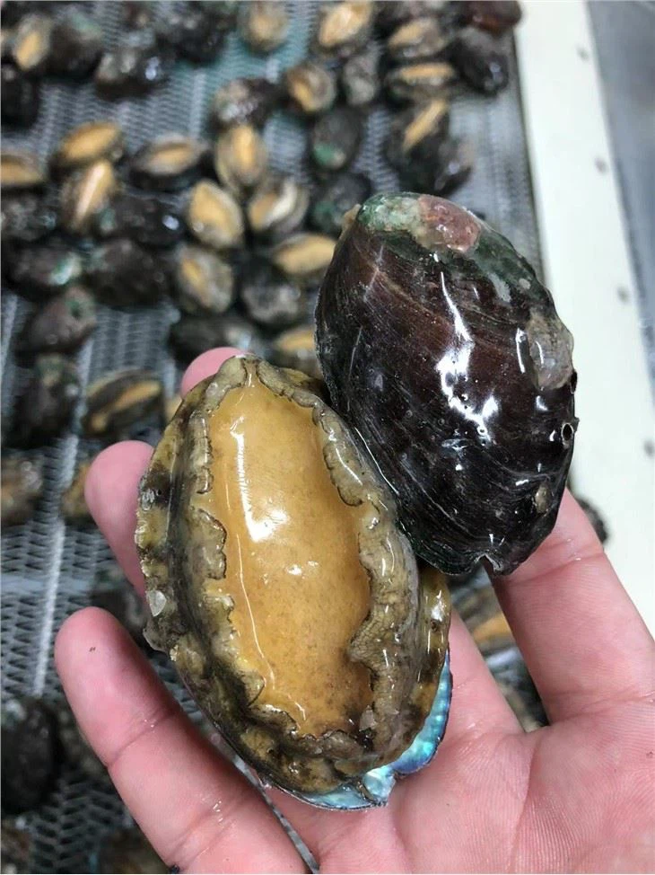 Coquille congelée-sur ormeau