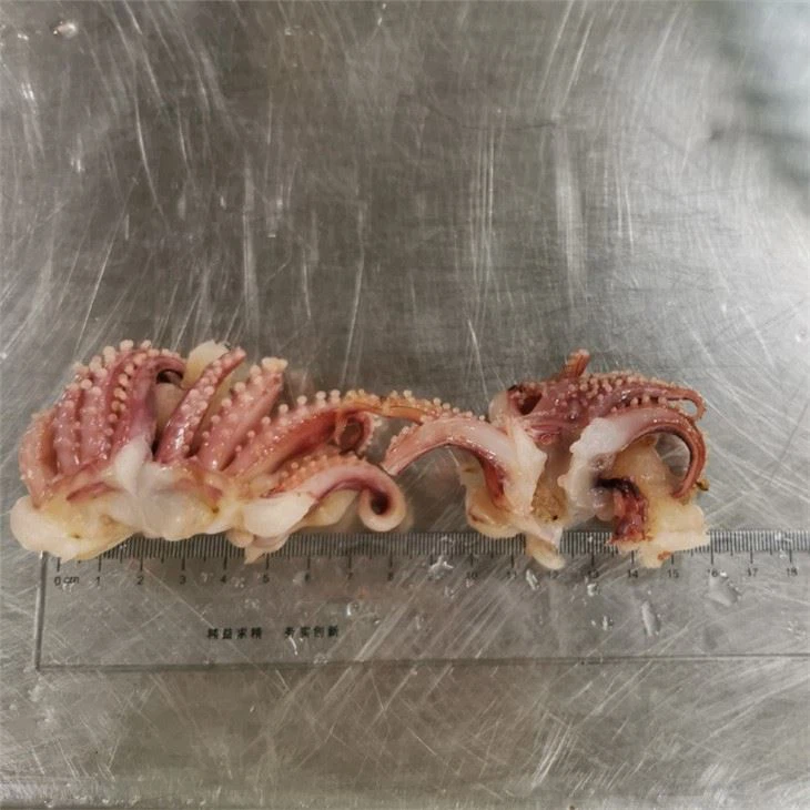 Frozen Squid Head Tentacle