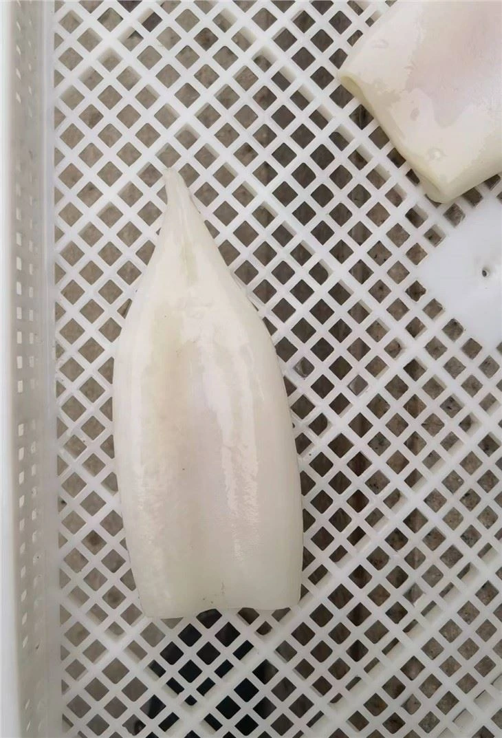 Frozen Squid Tube Skinless