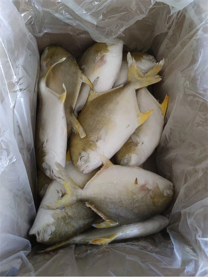 New Season China Golden Pompano