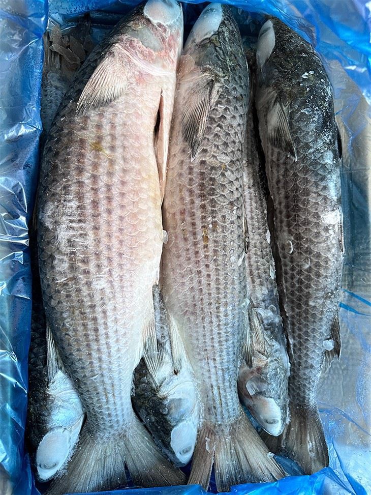chinese mullet