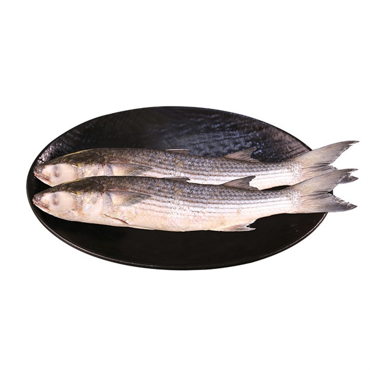 Mulet gris surgelé