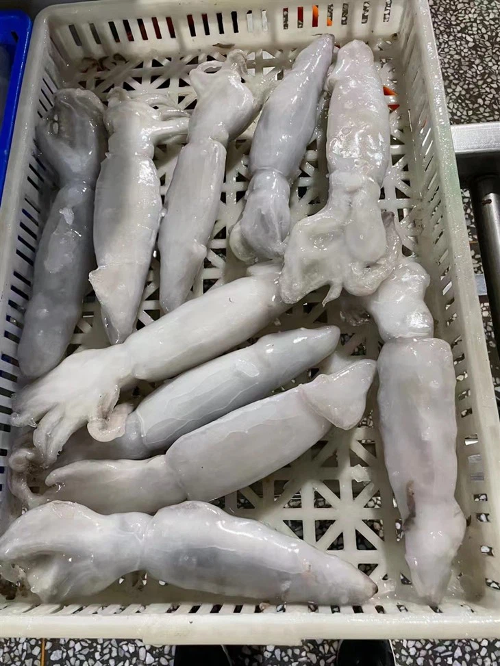 Frozen Illex Squid IQF