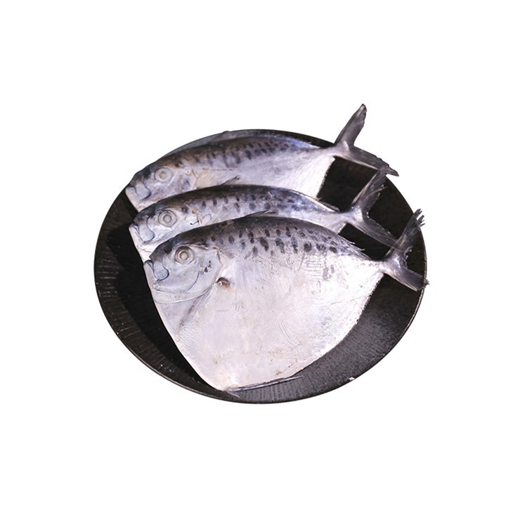 Frozen Moonfish Whole Round Mene Maculata