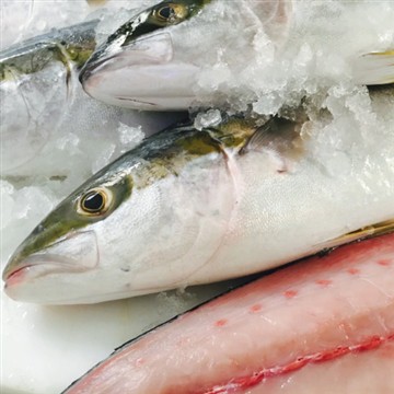 Yellowtail - Le troisième poisson populaire après le saumon et le thon