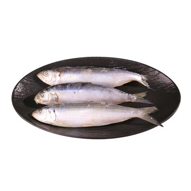 Sardinops Melanostictus congelés
