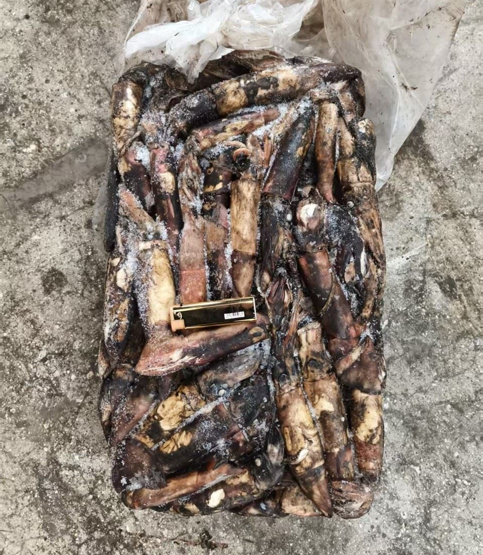 Frozen Black Squid Todarodes Sagittatus