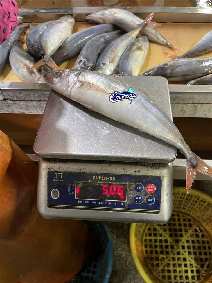 Frozen Decapterus Kurroides