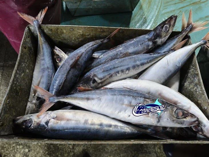 Frozen Decapterus Kurroides