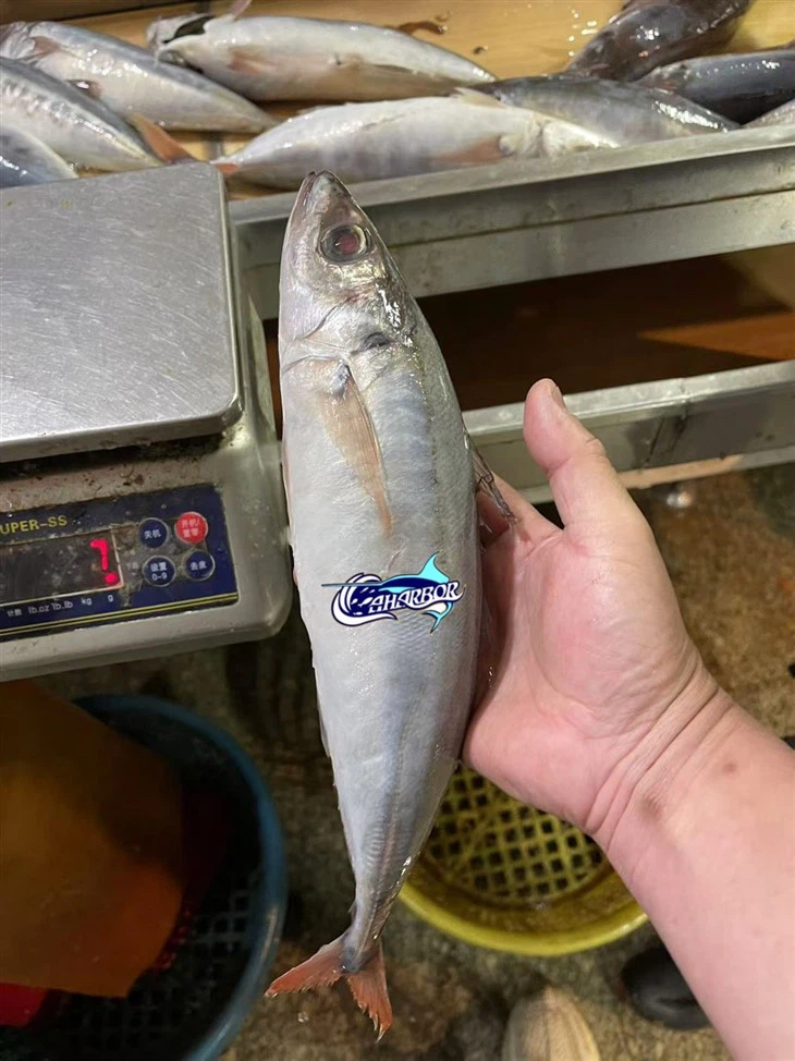 Frozen Decapterus Kurroides
