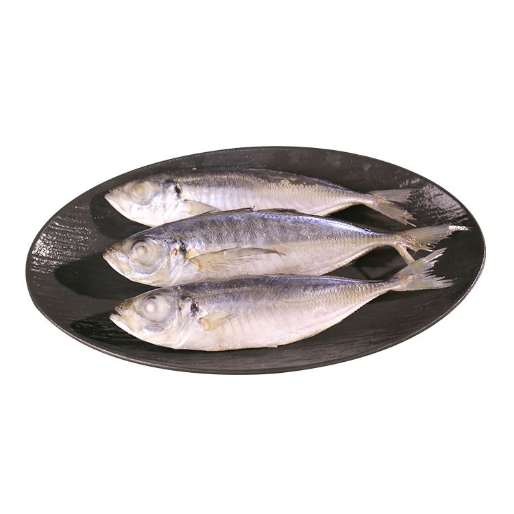 Trachurus japonique surgelé