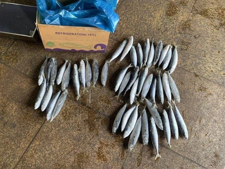 Frozen Pacific Mackerel For Individual Quick Freezing