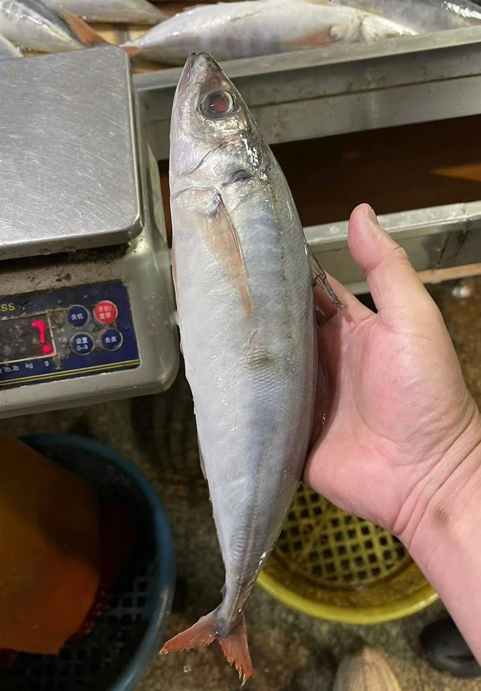 Frozen Red Tail Horse Mackerel