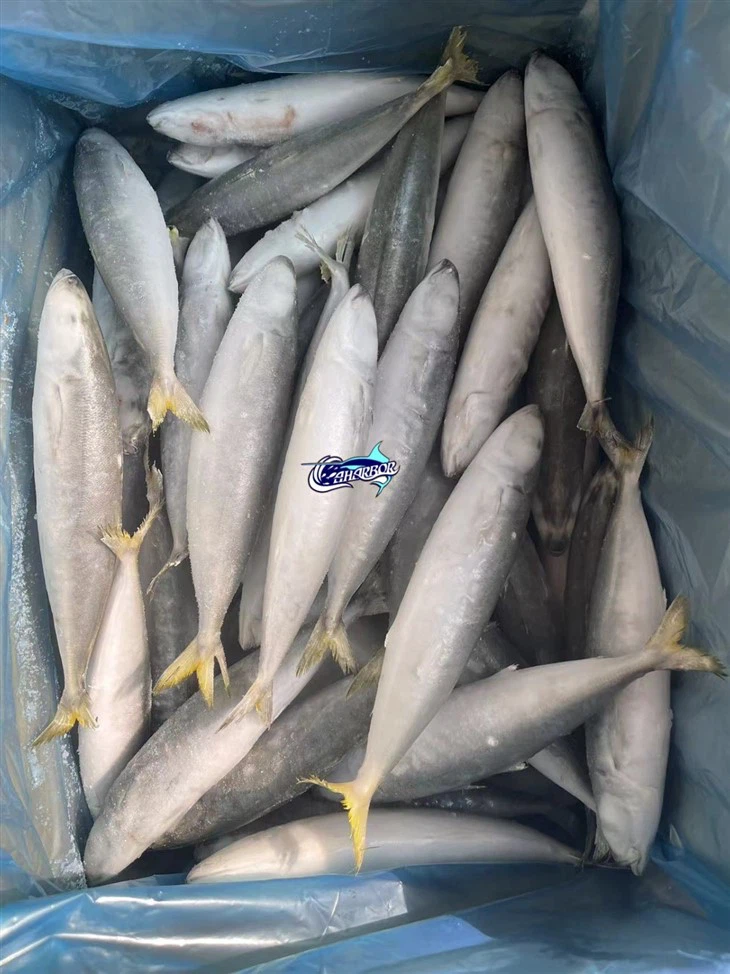 Frozen Shortfin Scad Fish suppliers