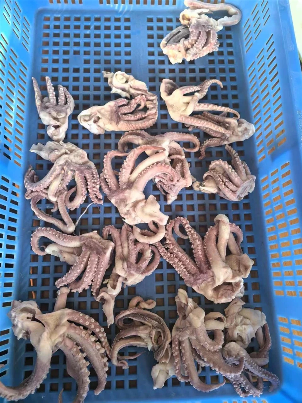 Frozen Small Squid Head Meat