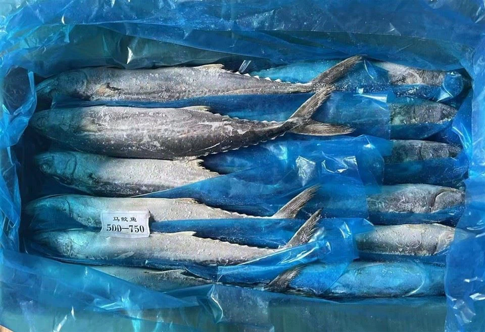 Frozen Spanish Mackerel Tenggiri