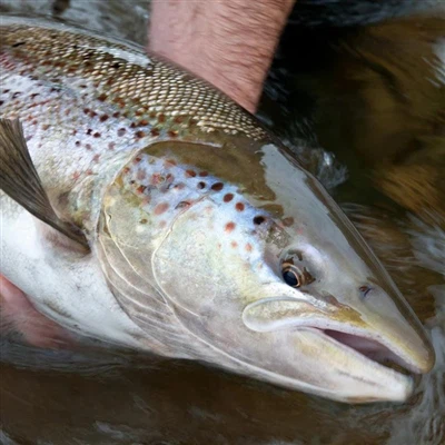 Truite contre. Saumon : tout ce que vous devez savoir