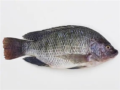 Affected By The Typhoon, The Price Of Tilapia Has Hit A New Low