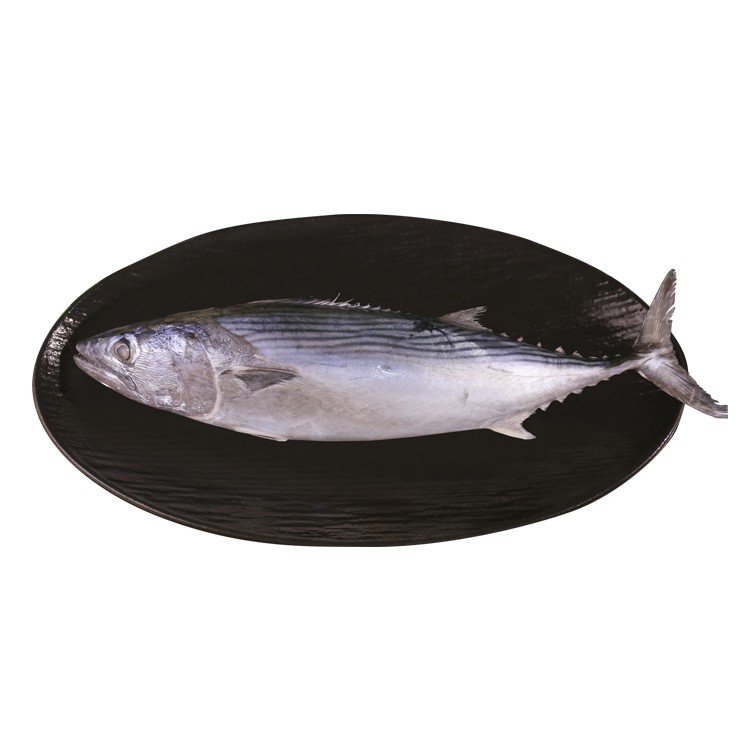 striped bonito striped bonito