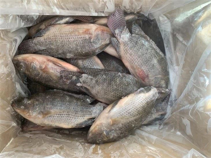 The Frozen Tilapia Health Benefits